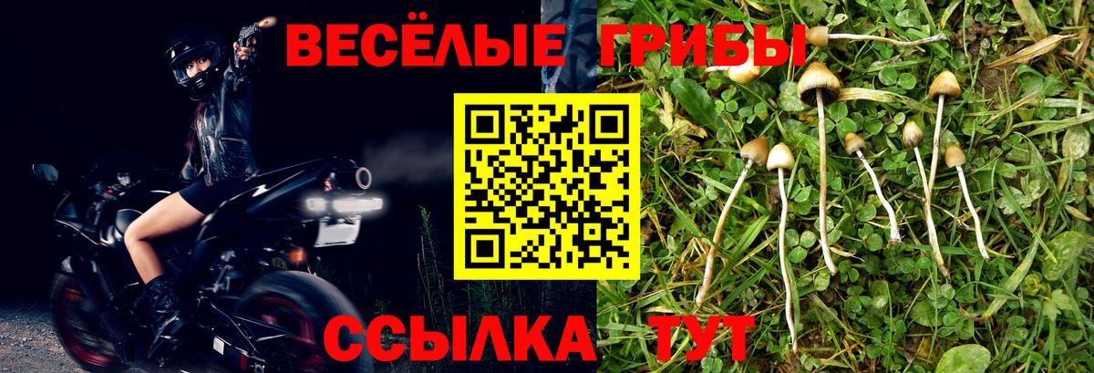 Галлюциногенные грибы Psilocybe  Вход с VPN  Тихорецк 